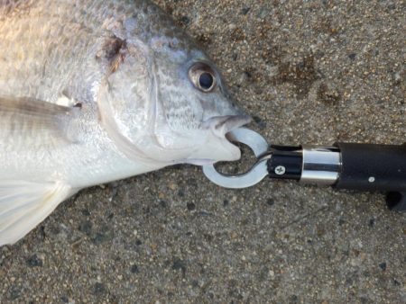 やっと釣れた‼前は⁇A long time ago‼